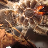 Grammostola Rosea: Female or Male???