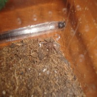 Lasiodora parahybana Sling