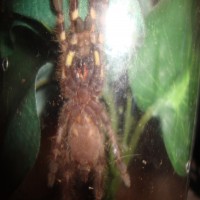 Poecilotheria regalis Sling