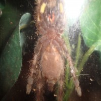 Poecilotheria regalis Sling