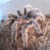 GRAMMOSTOLA ROSEA