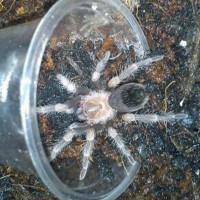 BRACHYPELMA AURATUM