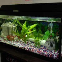 20 Long Fish Tank