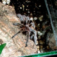 Chilean Rose Tarantula