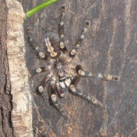 Poecilotheria Subfusca