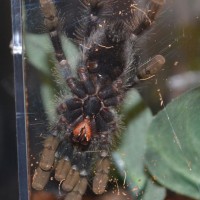 A.avicularia