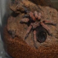 B.boehmei