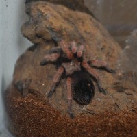 B.boehmei