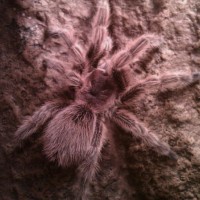 Grammostola rosea