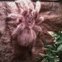 Grammostola rosea