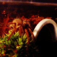 Brachypelma smithi