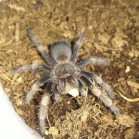 B. Smithi spiderling