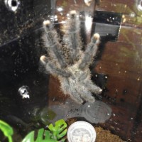 A. Avicularia