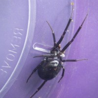 Another Unknown spider