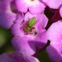 Garden Spiders