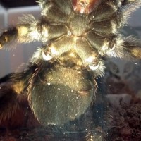 B . Smithi