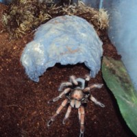 p. platyoma post molt