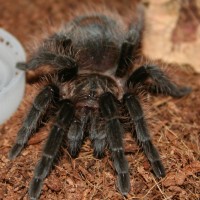 Brachypelma albopilosum 0.1