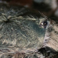 Psalmopoeus cambridgei 1.0