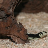 Lampropeltis getula californiae 0.0.1