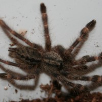 Poecilotheria pederseni 0.0.1