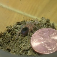 Brachypelma boehmei