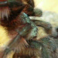 Avicularia versicolor