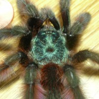 Avicularia versicolor