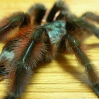 Avicularia versicolor