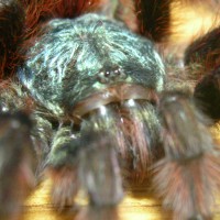 Avicularia versicolor