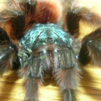 Avicularia versicolor