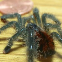 Avicularia avicularia