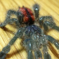 Avicularia avicularia