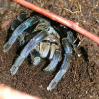 Haplopelma Lividum (F)