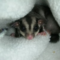 Sugar Glider