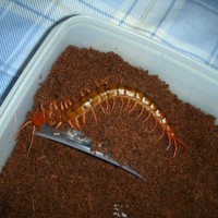 Scolopendra Subspinies (Hong Kong)