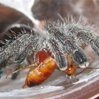 Avicularia purpurea juvenile