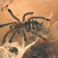 Avicularia purpurea juvenile