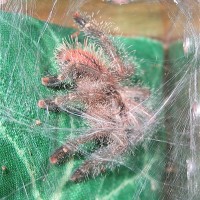 Avicularia bicegoi