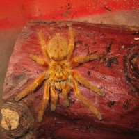 OBT