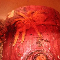 OBT