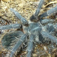 Lasiodora parahybana