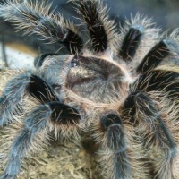 Brachypelma albopilosum