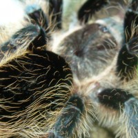 Brachypelma albopilosum