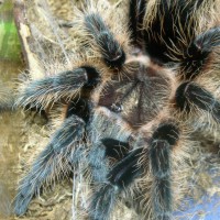 Brachypelma albopilosum