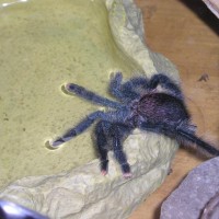 A. avicularia drinking