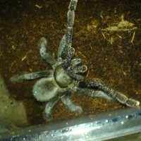 Haplopelma minax threat posture