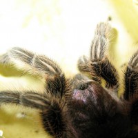 G. rosea drinking