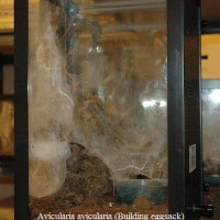 Avicularia avicularia (Building eggsack)