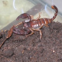 Euscorpius mingrelicus 1